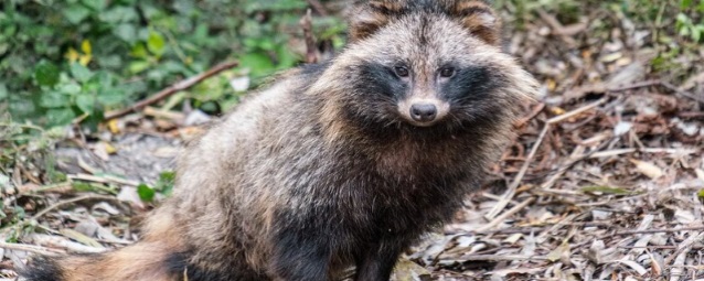 В национальном парке «Зигальга» лисиц привьют от бешенства